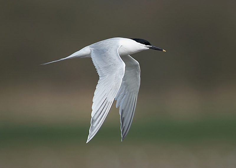 3 - Sandwich Tern