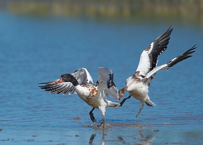 10 - Shelduck