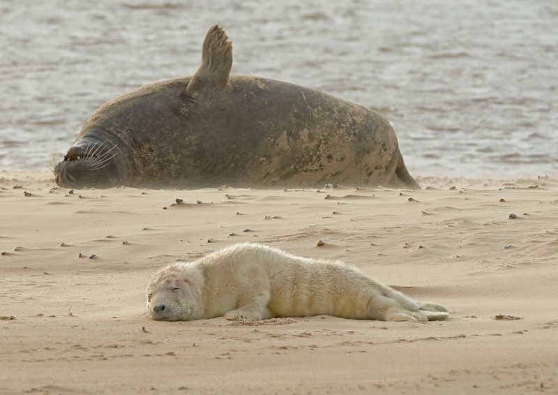 36 - Grey Seal