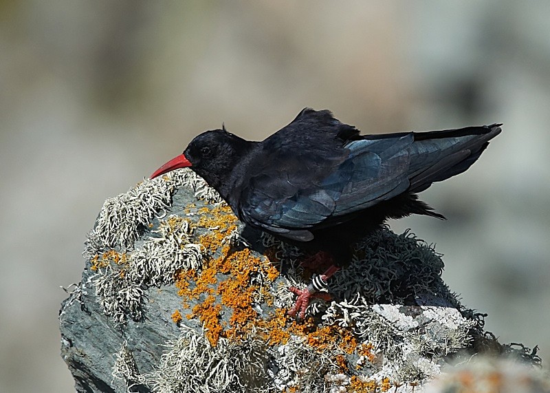 9 - Chough