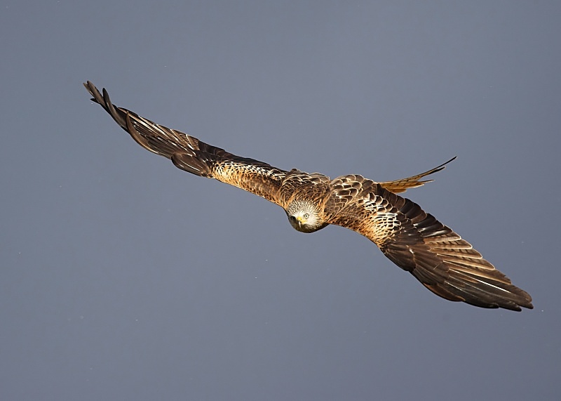 13 - Red Kite