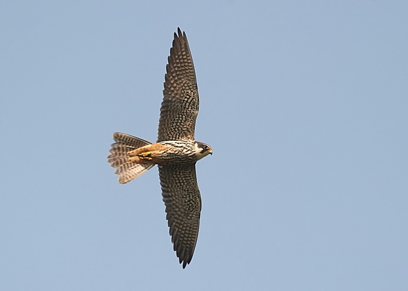 2 - Hobby