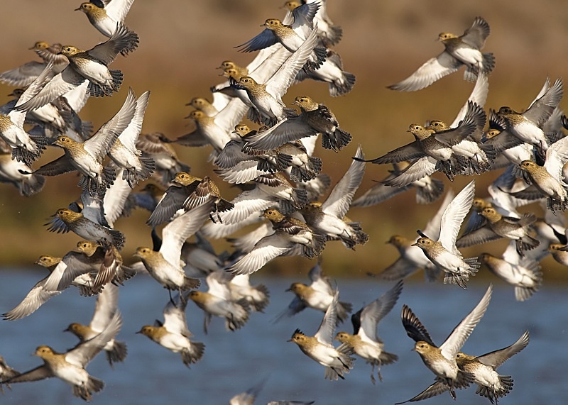 3 - Golden Plover
