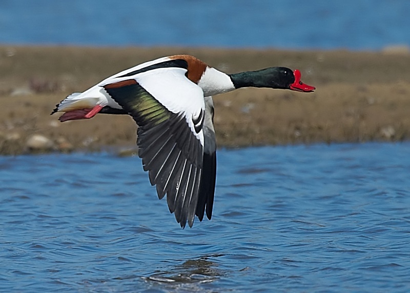 21 - Shelduck