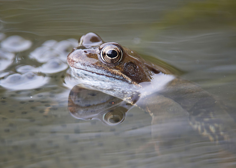 3 - Common Frog