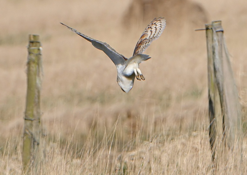 48 - Barn Owl