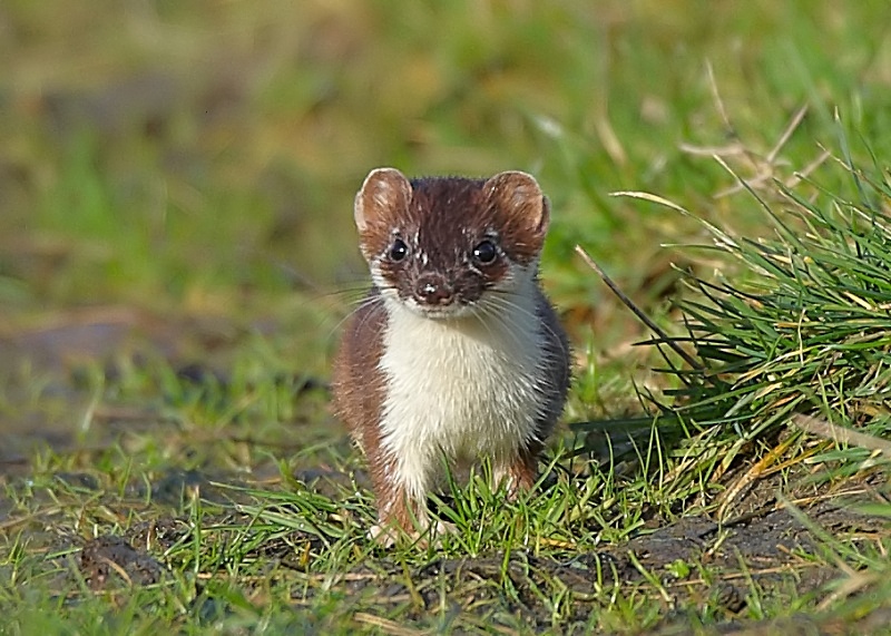 4 - Stoat