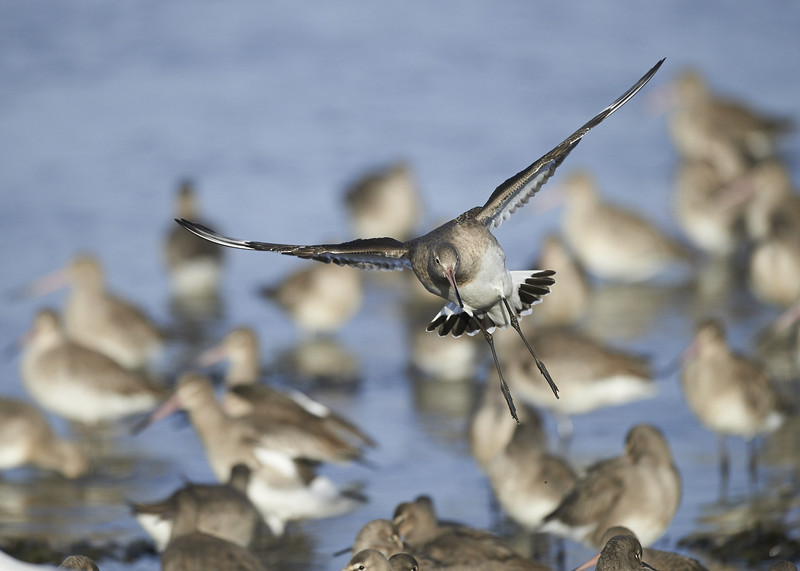 32 - Black-tailed Godwit
