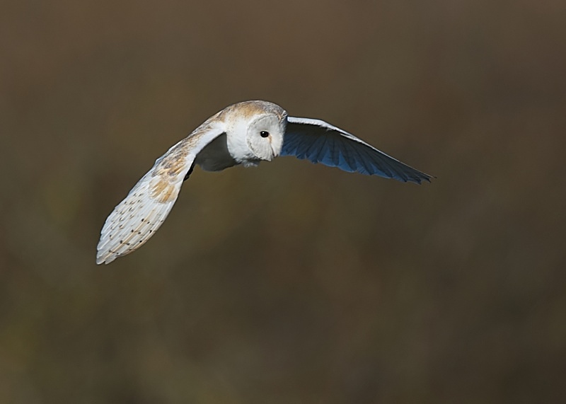 55 - Barn Owl