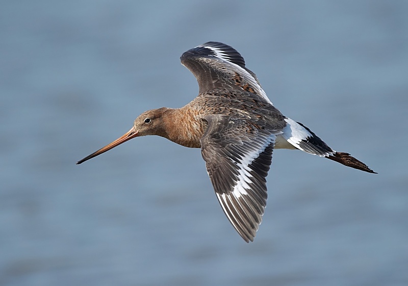 14 - Black-tailed Godwit