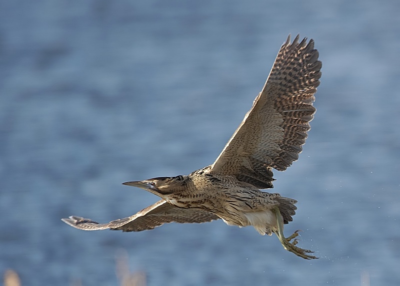 8 - Bittern