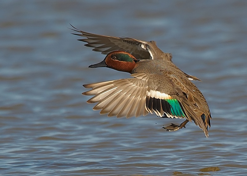 4 - Teal