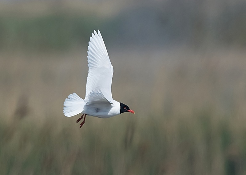 10 - Mediterranean Gull