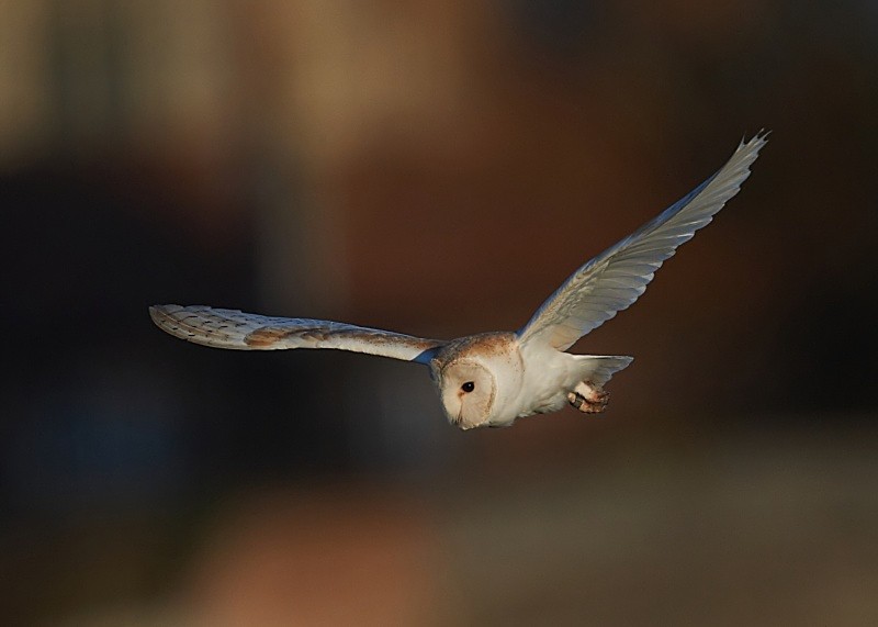 14 - Barn Owl