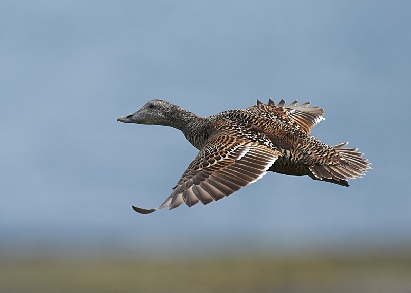 3 - Eider