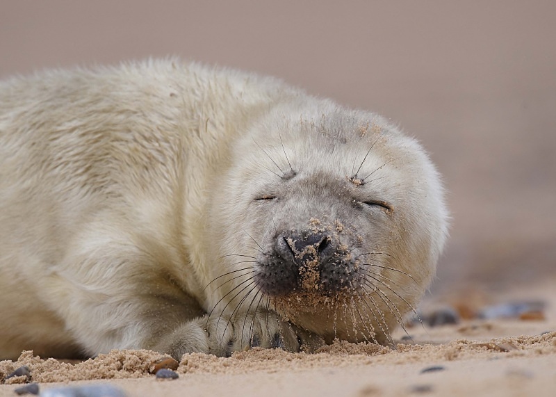 7 - Grey Seal