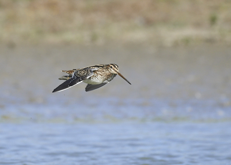 2 - Snipe