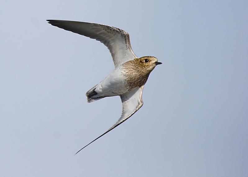 2 - Golden Plover