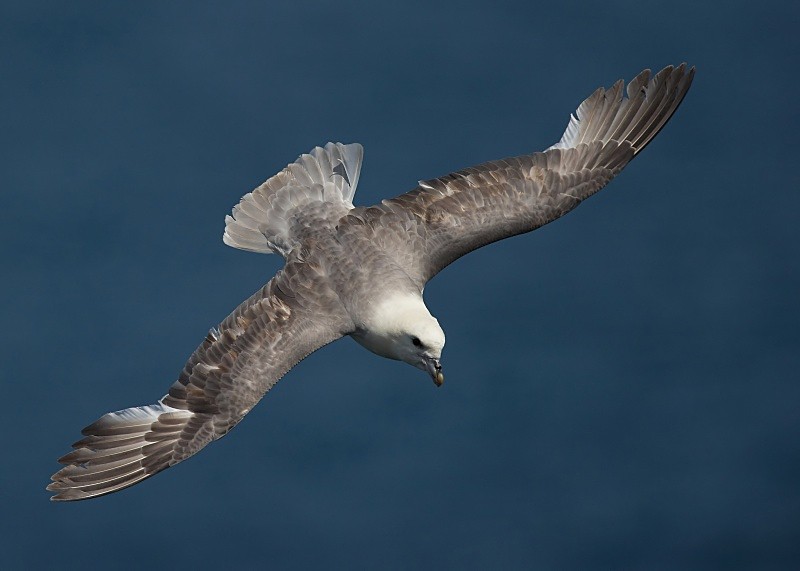 35 - Fulmar