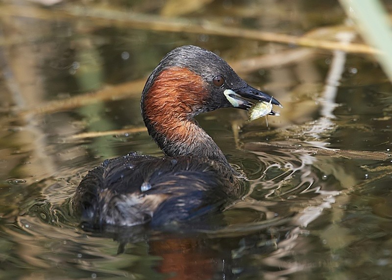 3 - Little Grebe