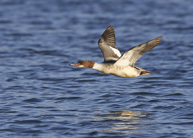 3 - Goosander