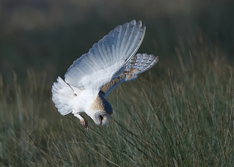 31 - Barn Owl