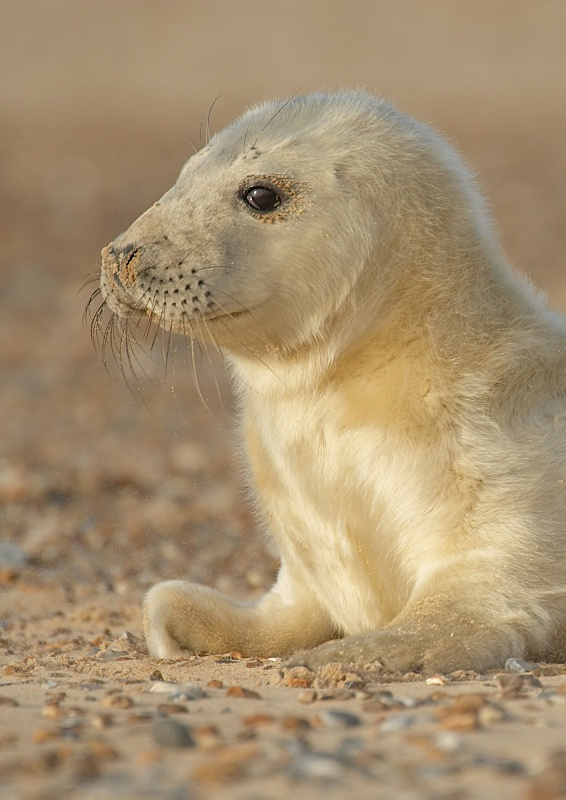 30 - Grey Seal