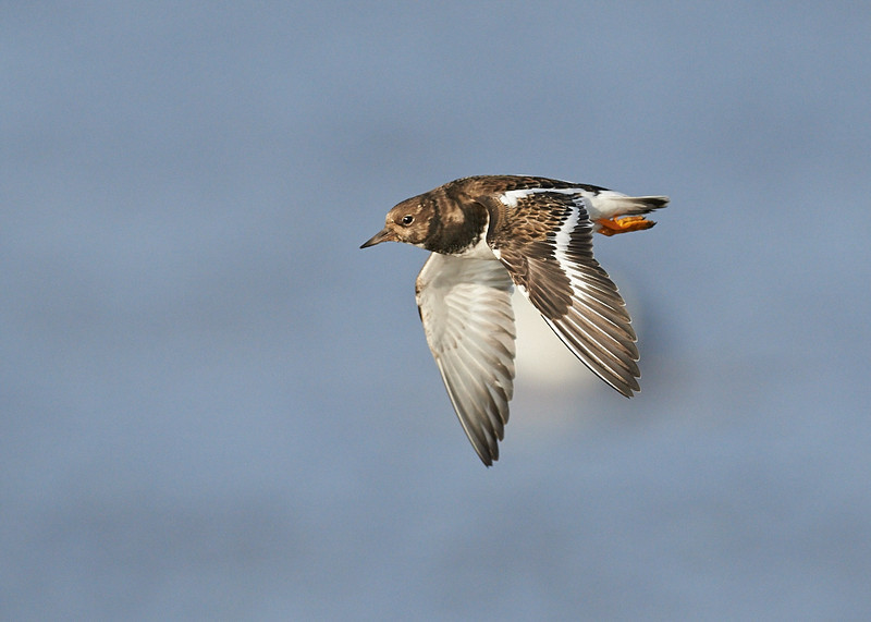 2 - Turnstone