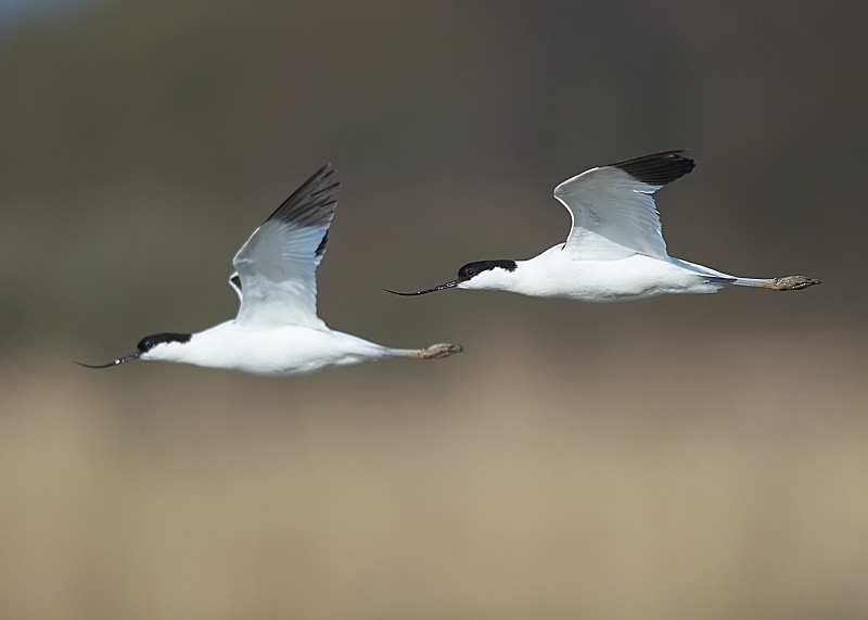 14 - Avocet