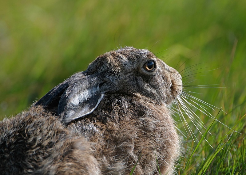 6 - Brown Hare