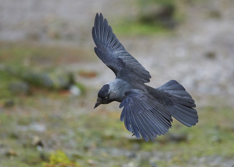 5 - Jackdaw
