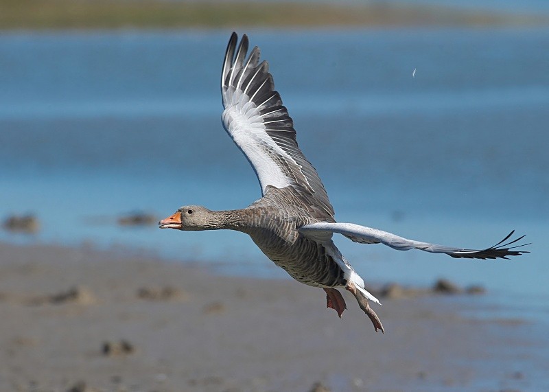 11 - Greylag Goose