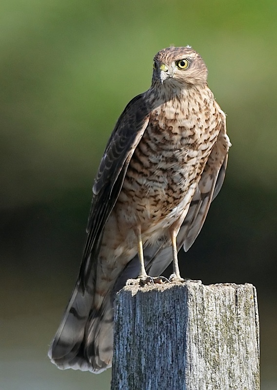 9 - Sparrowhawk
