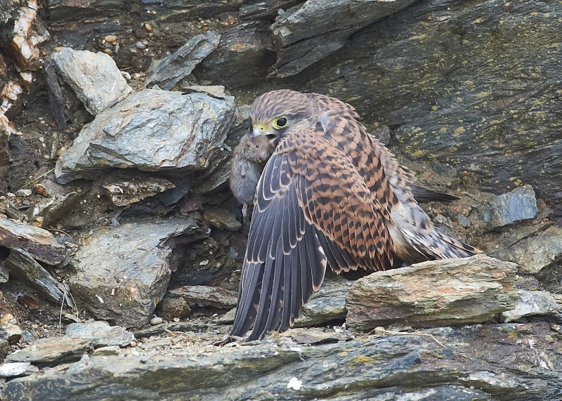 17 - Kestrel