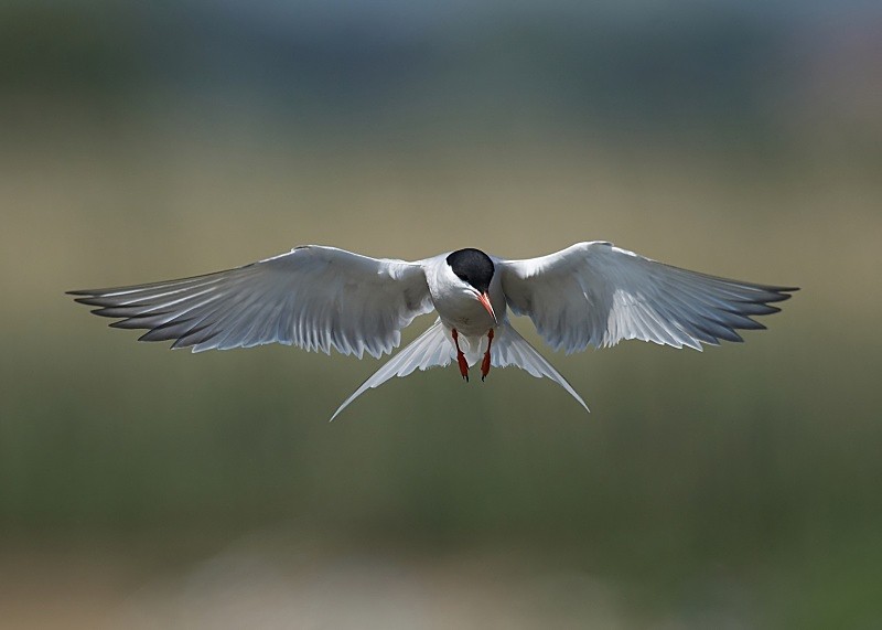 15 - Common Tern