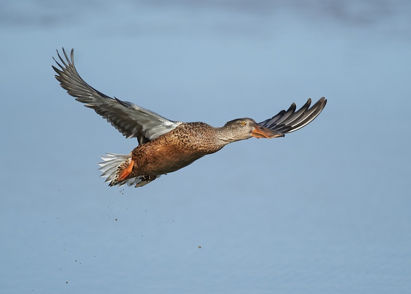 12 - Shoveler