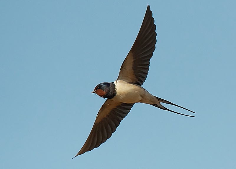 10 - Swallow
