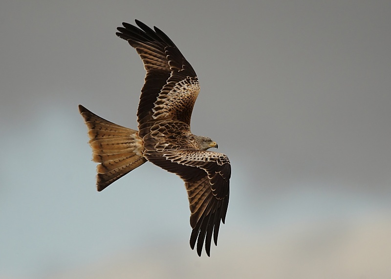 18 - Red Kite
