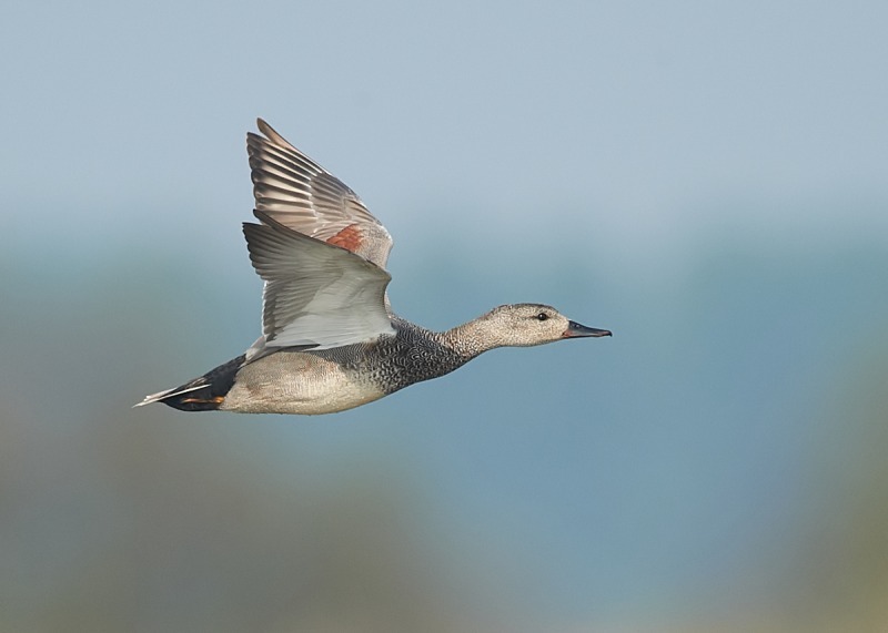11 - Gadwall