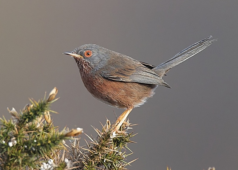 2 - Dartford Warbler