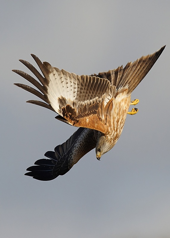9 - Red Kite