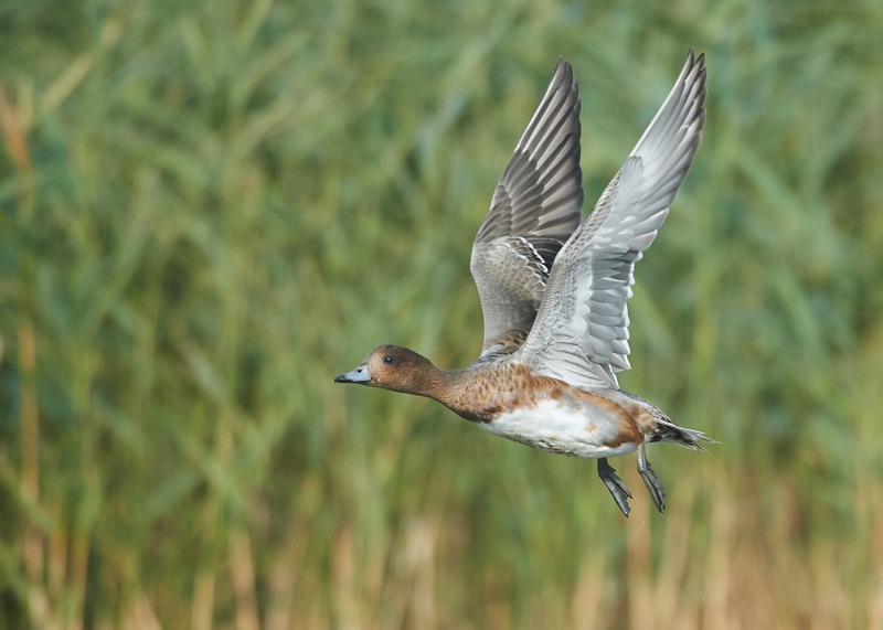 1 - Wigeon