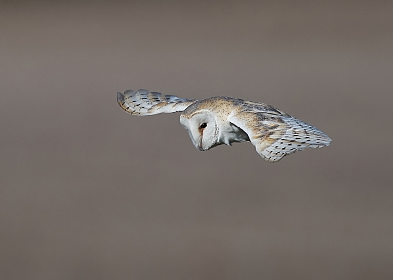 21 - Barn Owl