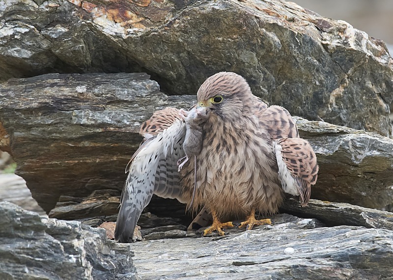 46 - Kestrel