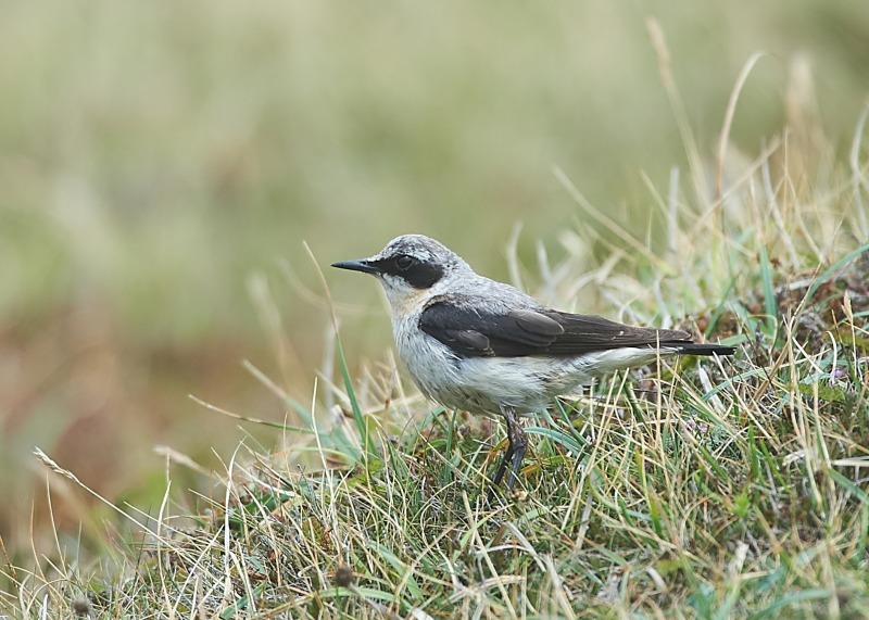 2 - Northern Wheatear