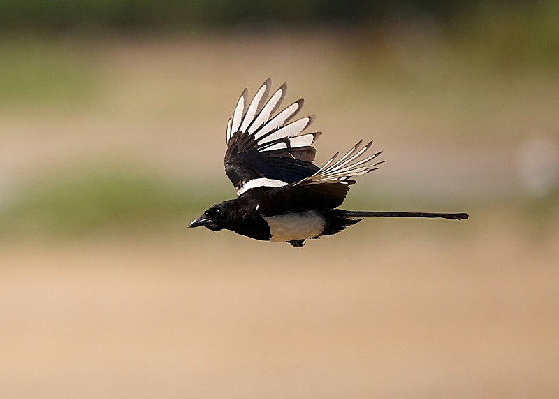 8 - Magpie