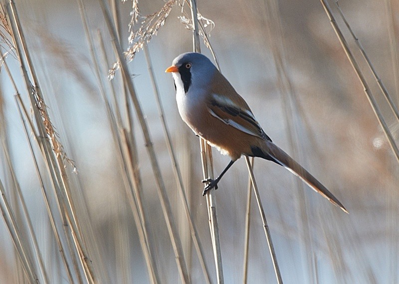 17 - Bearded Tit