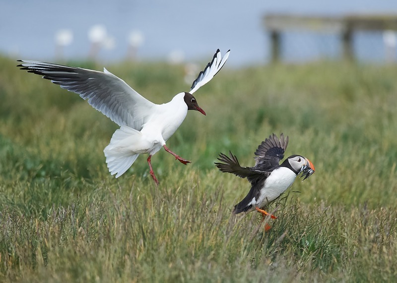 4 - Puffin