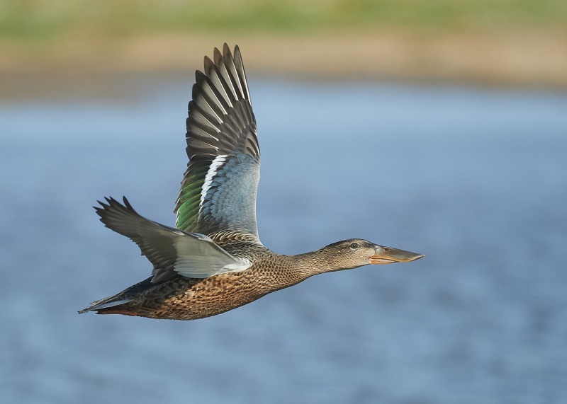 3 - Shoveler