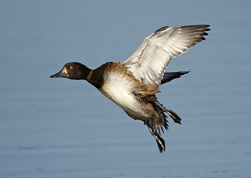 8 - Tufted Duck